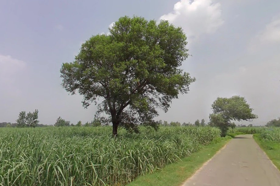 Kashipur, Uttar Pradesh, India