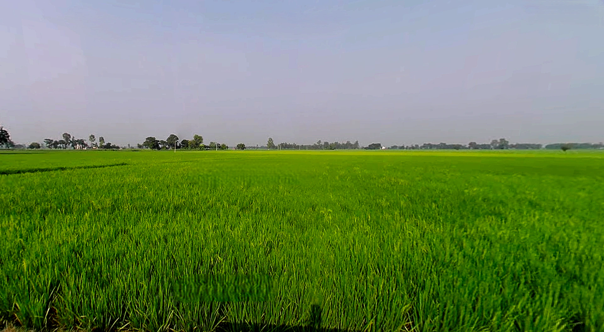 Rakhra, Punjab, India