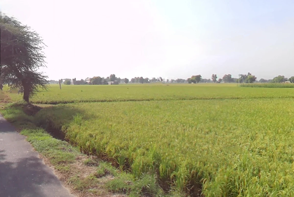 Haripura, Haryana 125075, India