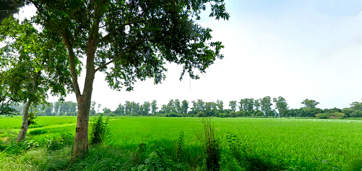 Raipur Rani, Haryana 134204, India