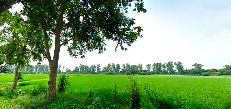 Raipur Rani, Haryana 134204, India preview 2