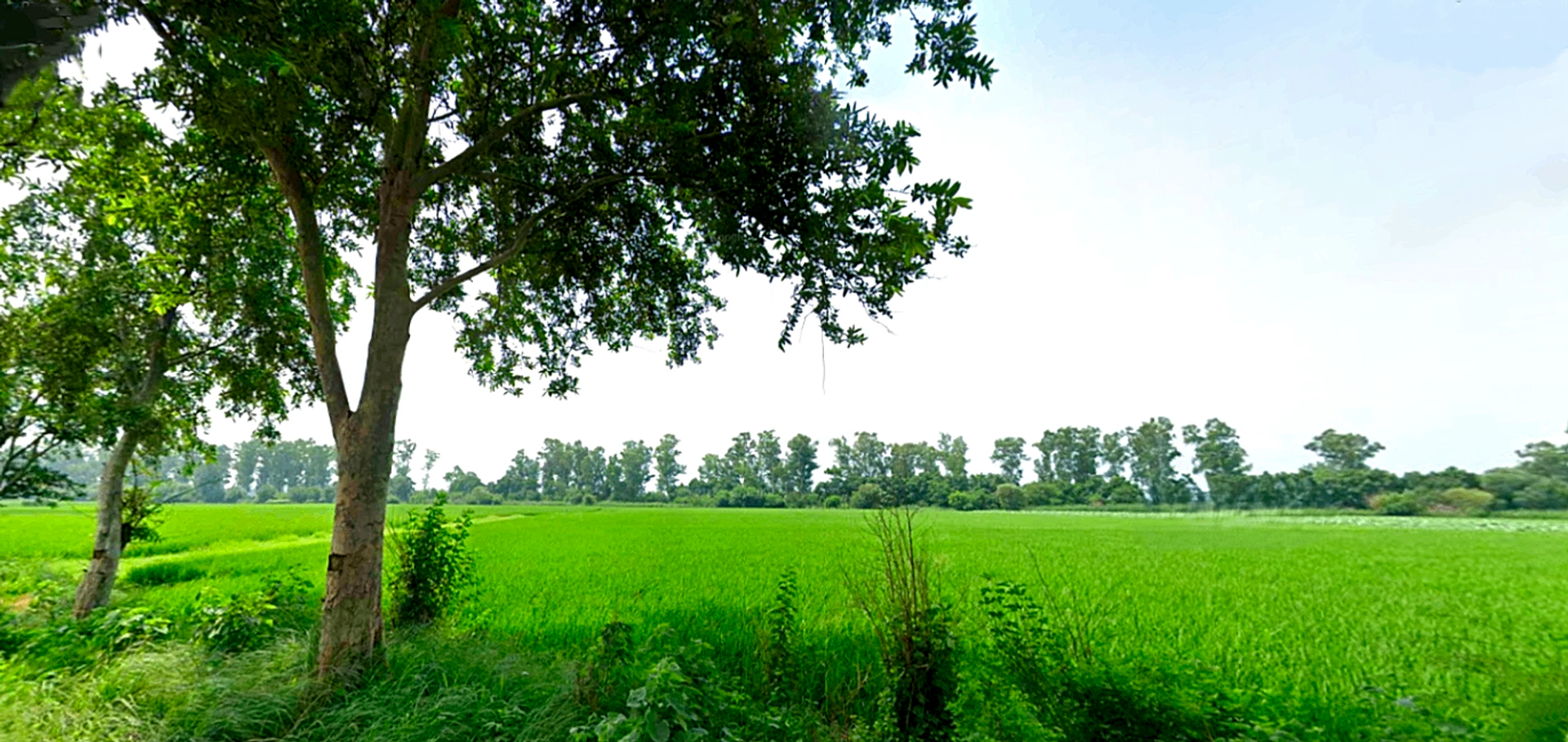 Raipur Rani, Haryana 134204, India