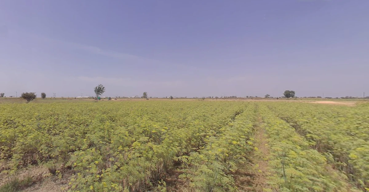 Dhrangadhra, Gujarat 363310, India