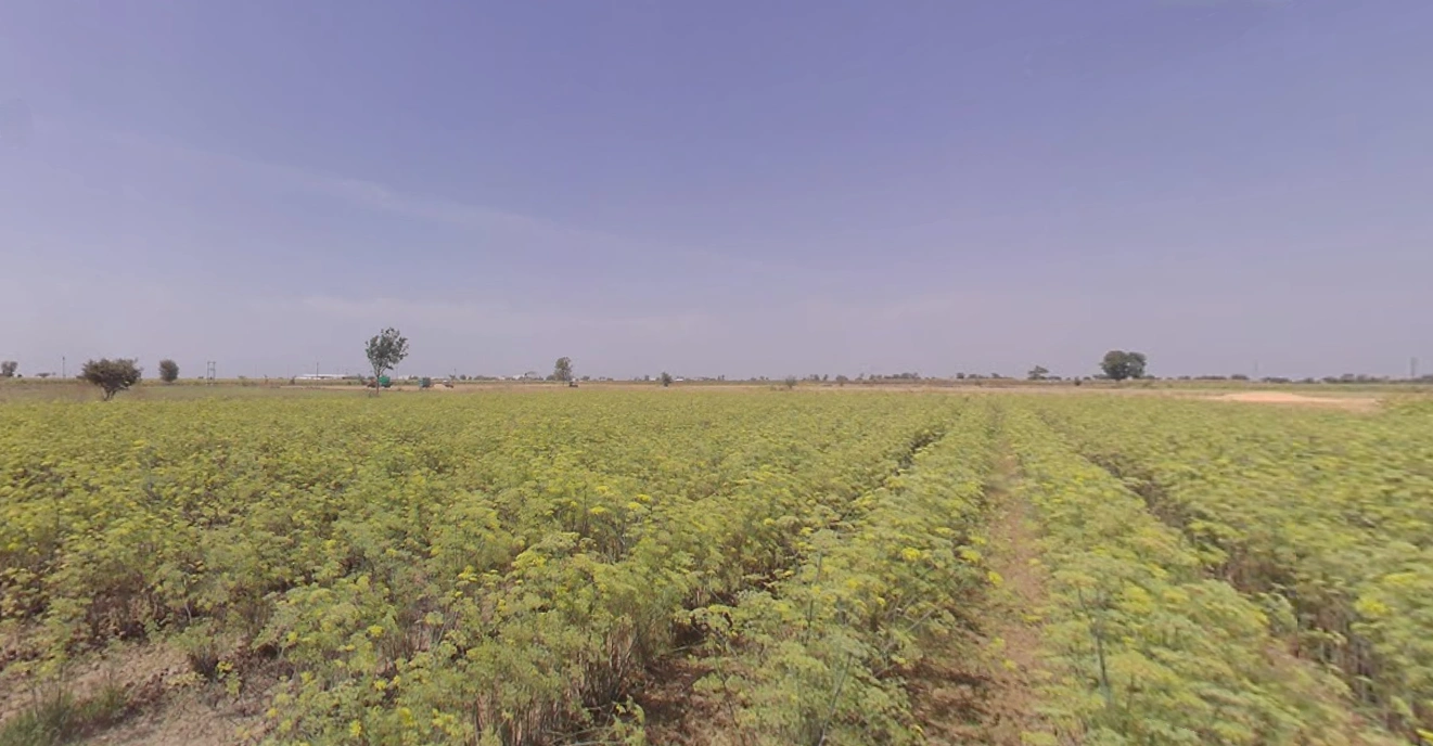 Dhrangadhra, Gujarat 363310, India