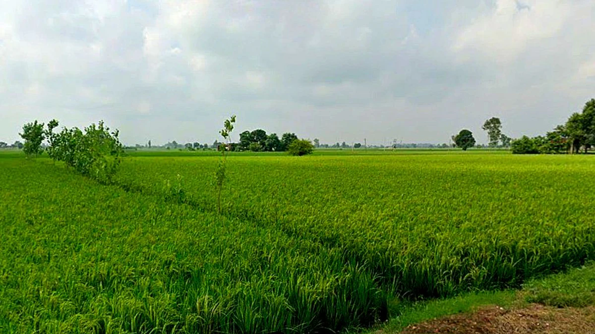 Raita, Chhattisgarh, India