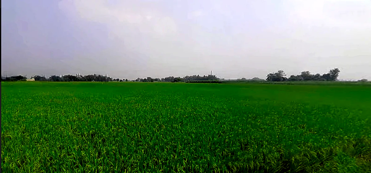 Phagwara, Punjab, India