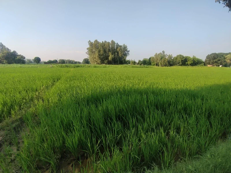 Puranpur, Uttar Pradesh 262122, India preview 3