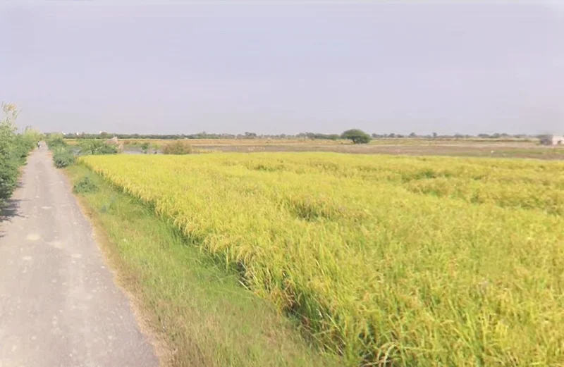 Vrindavan, Uttar Pradesh, India