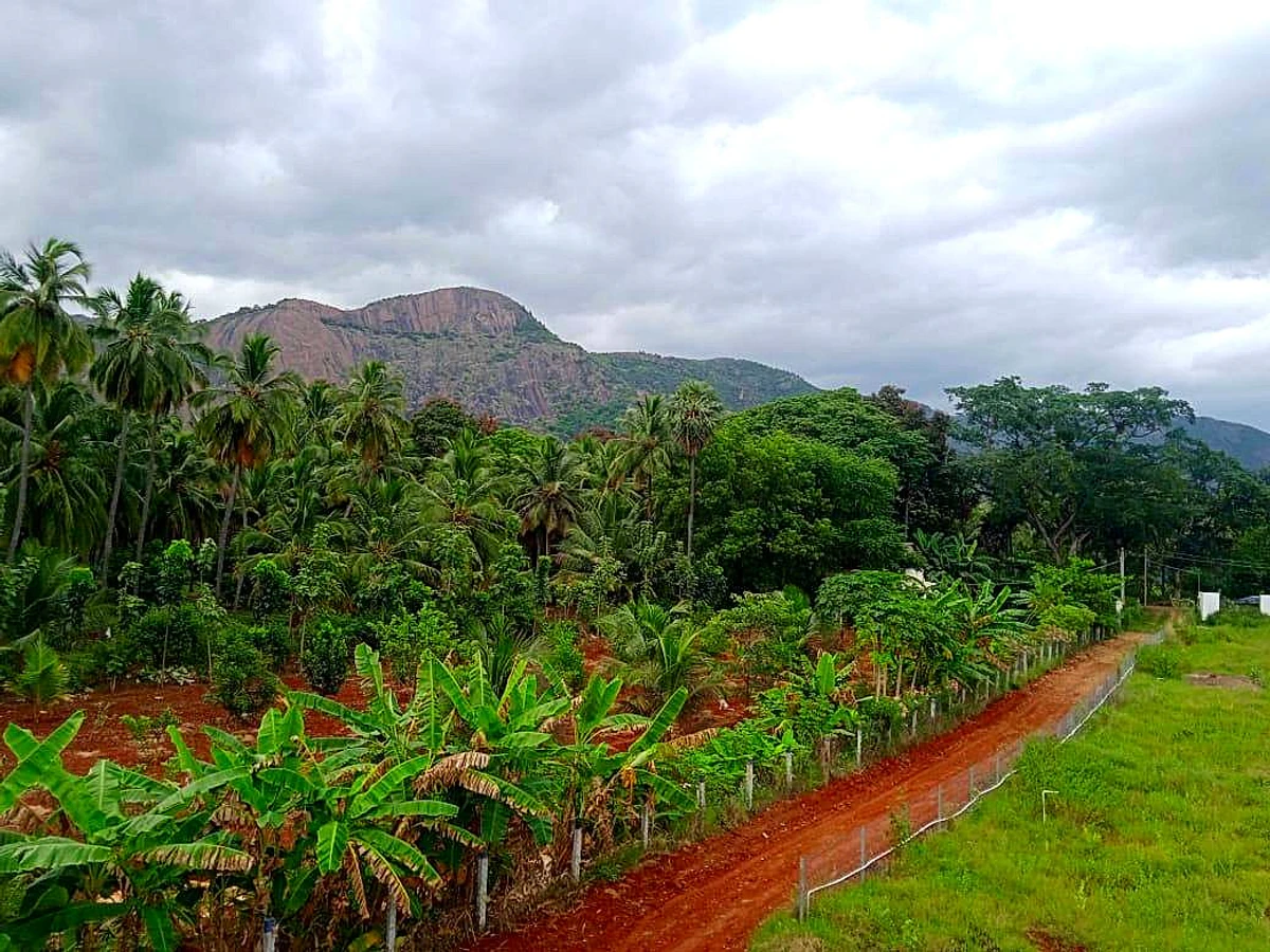 Agricultural Land in Srivilliputhur, Virudhunagar