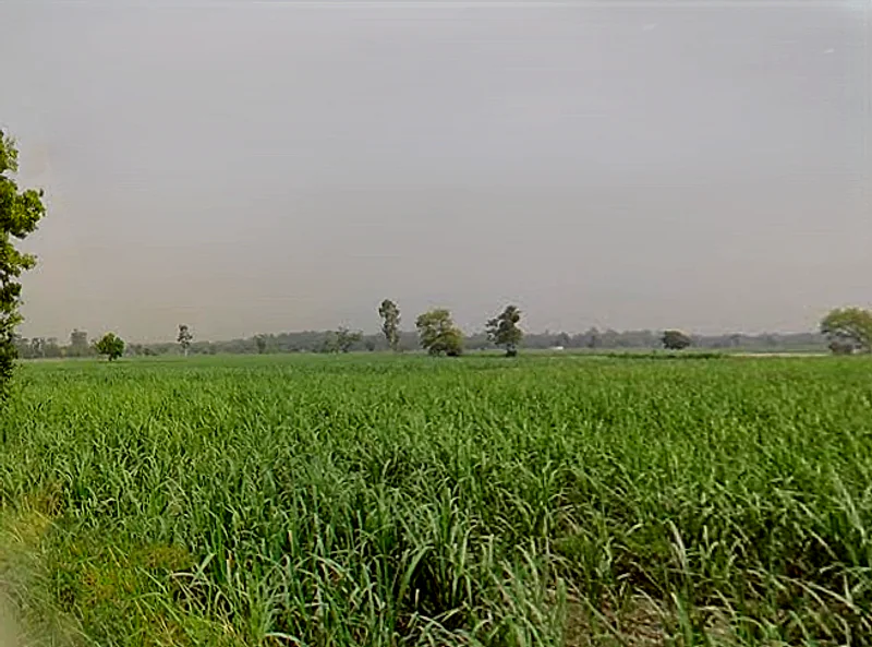 Agricultural Land in Hastinapur / khedi, Meerut