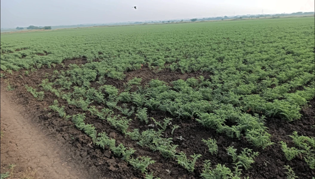 Hiriyur, Karnataka, India
