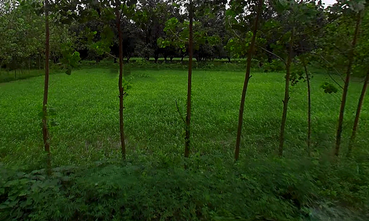 Pathed, Uttar Pradesh 247669, India