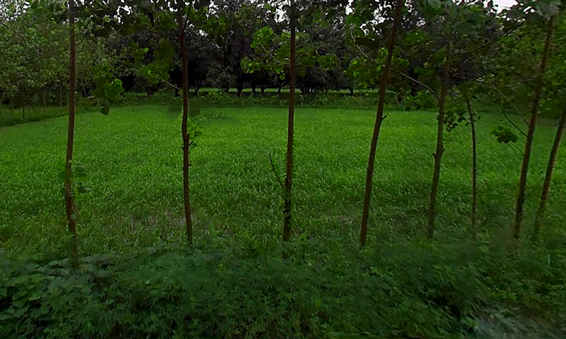 Pathed, Uttar Pradesh 247669, India