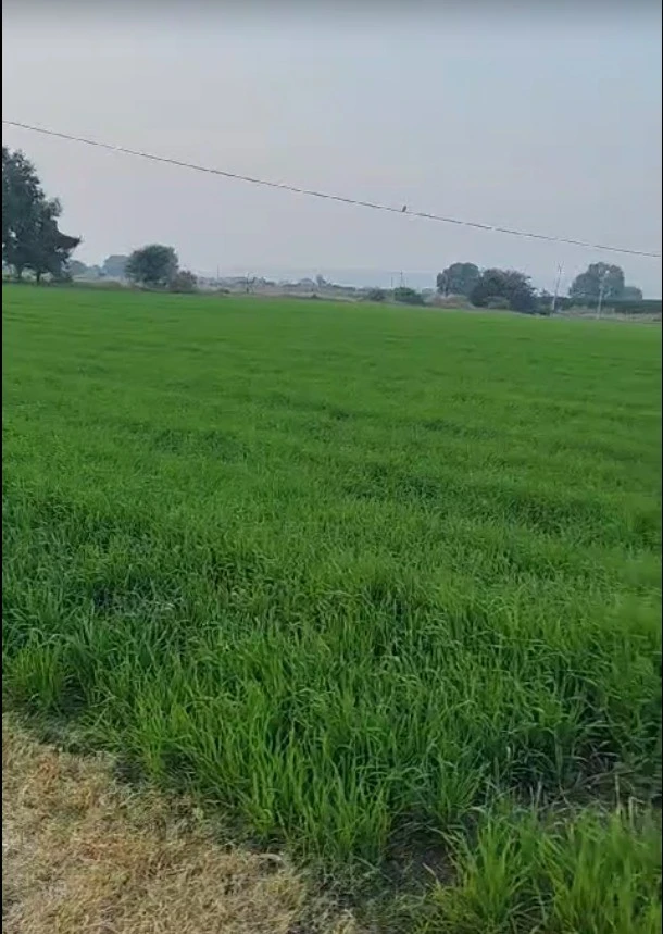 Agricultural Land in Bhartyakhedi, Mandsaur