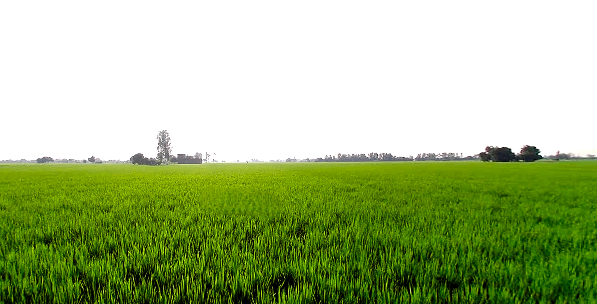 Rajpura, Punjab, India