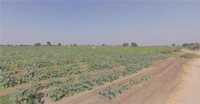 Agricultural Land in Vaso, Kheda