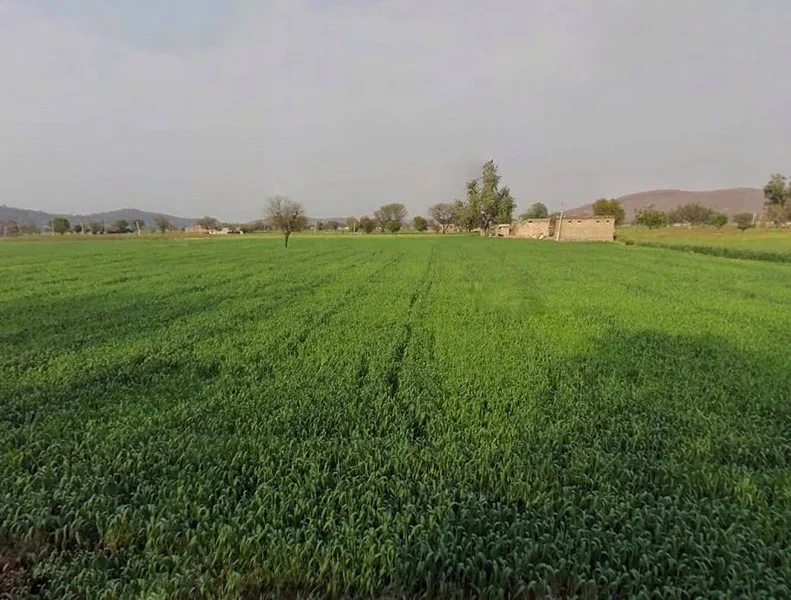 CQRQ+89Q, Pali, Rajasthan 301001, India preview 2