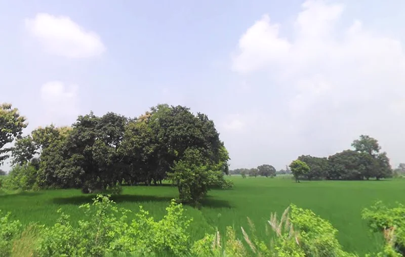 Agricultural Land in Utraula, Balrampur