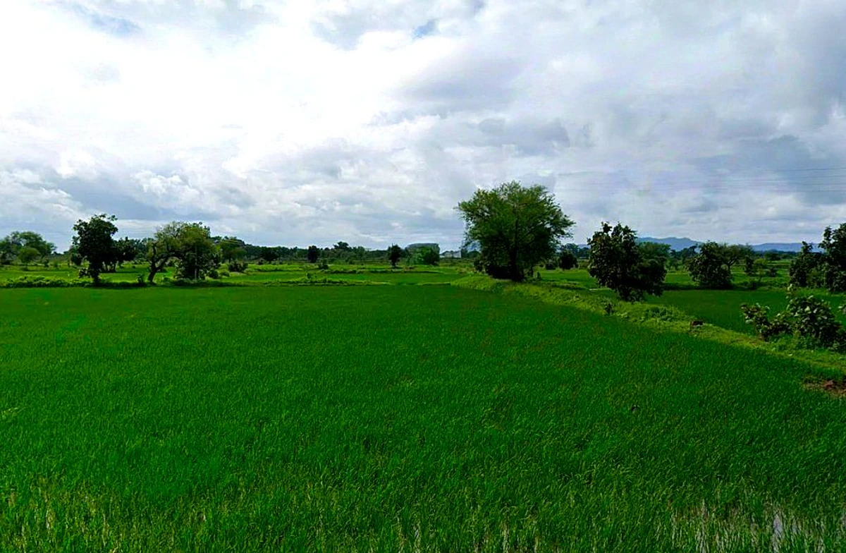 Mohra, Chhattisgarh, India