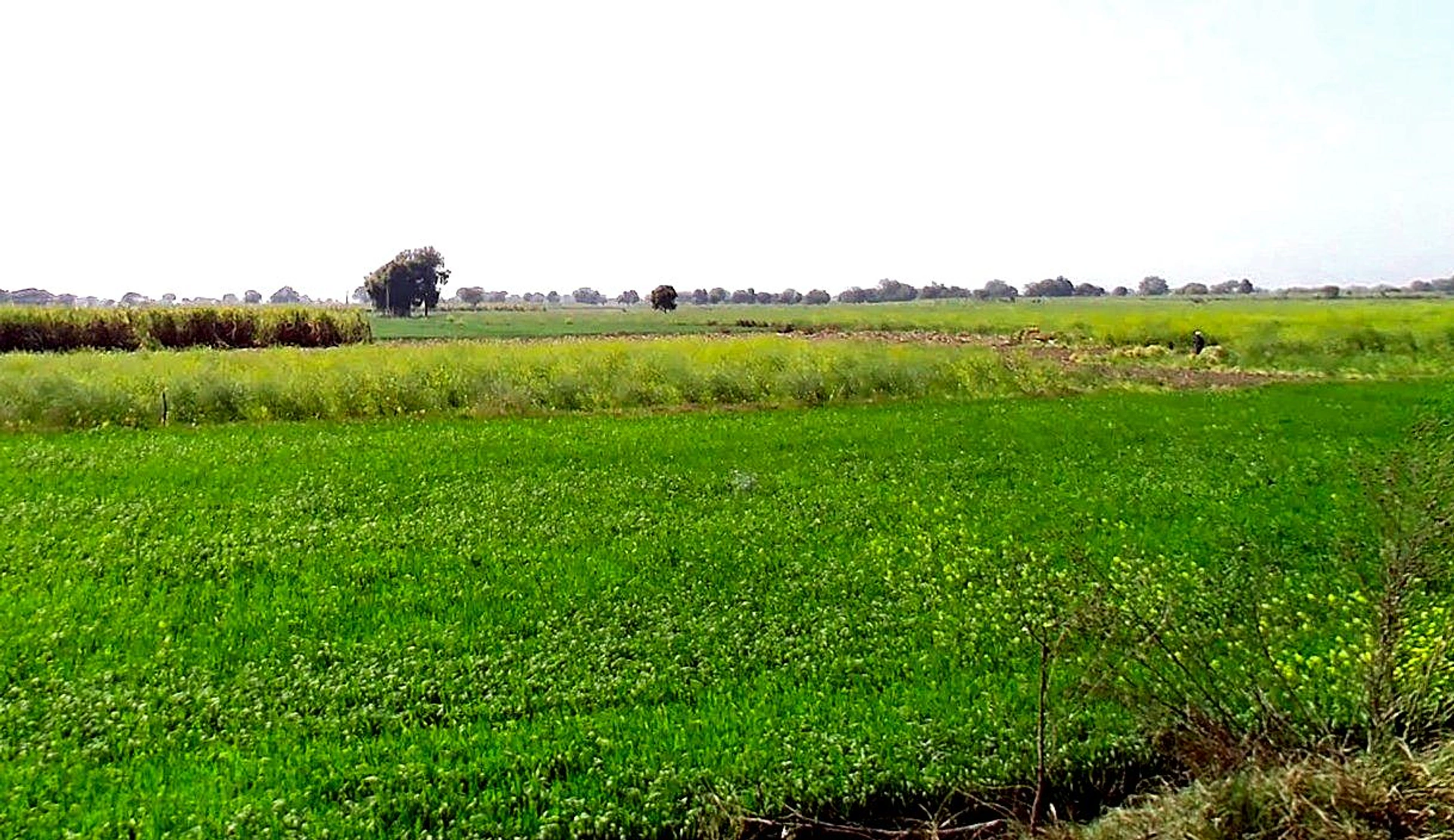 Badera, Madhya Pradesh, India