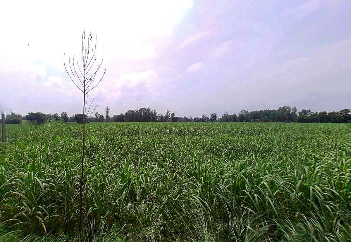 P3JQ+3C8, Salarpur, Uttar Pradesh 245205, India