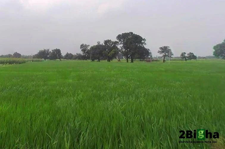 Rania, Uttar Pradesh, India