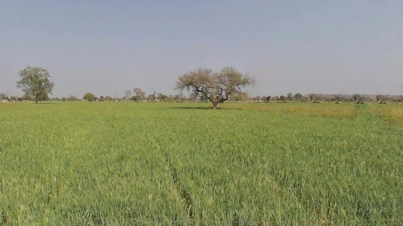 Agricultural Land in Narayanpur, Jaipur