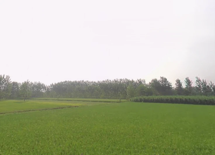 G6R5+R9G, Mirganj, Uttar Pradesh 272175, India