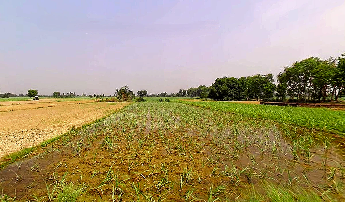 Sirsi, Uttar Pradesh 244301, India