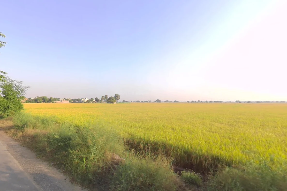 Kariwala, Haryana 125075, India